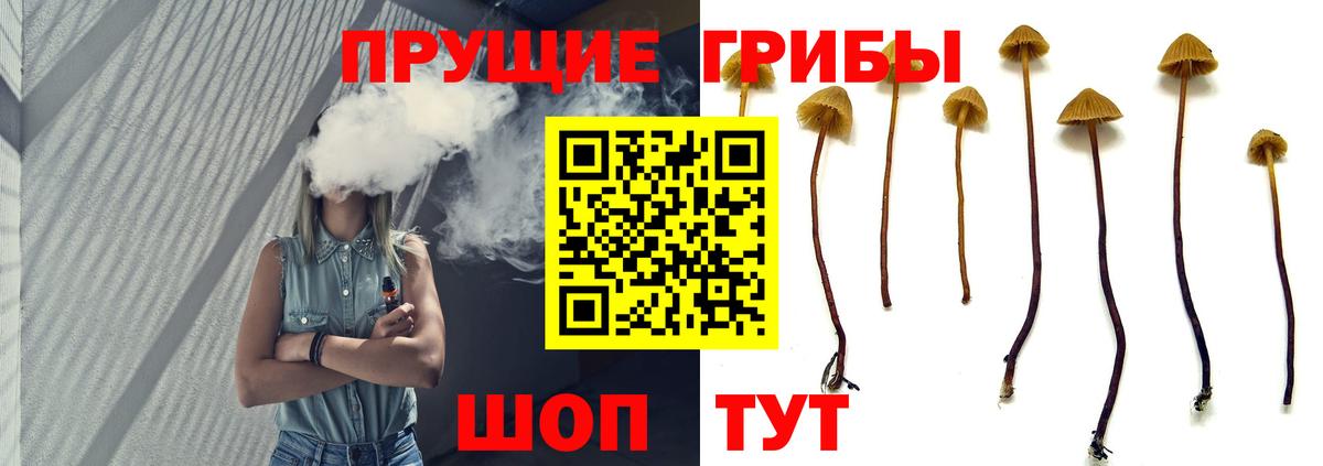 Волгоград  Псилоцибиновые грибы Cubensis  Вход с VPN 
